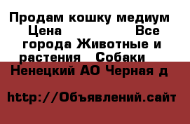Продам кошку медиум › Цена ­ 6 000 000 - Все города Животные и растения » Собаки   . Ненецкий АО,Черная д.